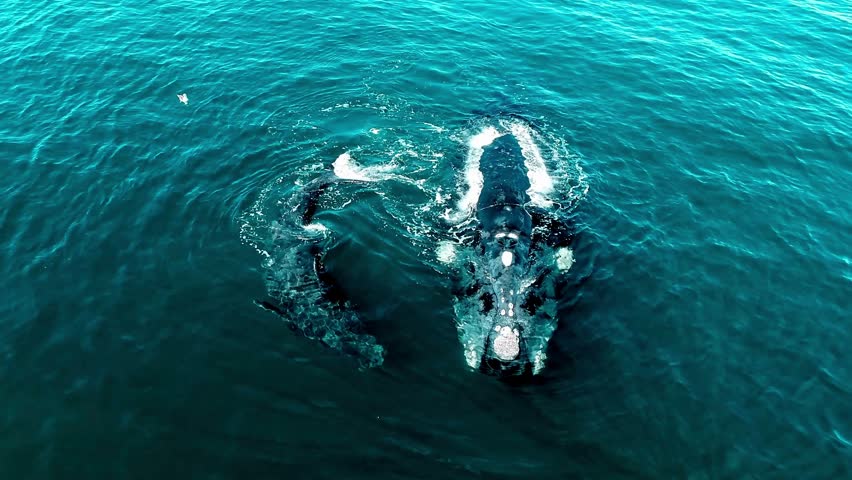 A high-angle drone shot of a southern right whale mother and her calf swimming side-by-side in clear turquoise ocean water, showcasing the adult whale