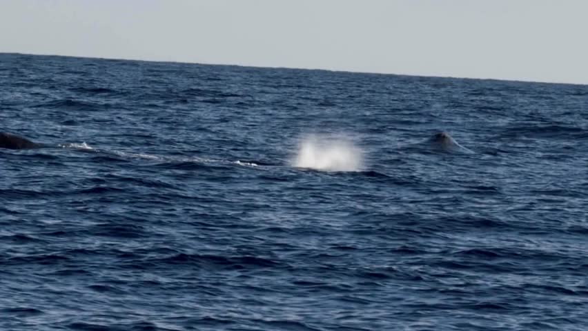 A dramatic eye-level shot of a massive humpback whale breaching vertically out of the choppy blue ocean water, revealing its distinctive throat grooves and large pectoral fin amidst a cloud of sea spray