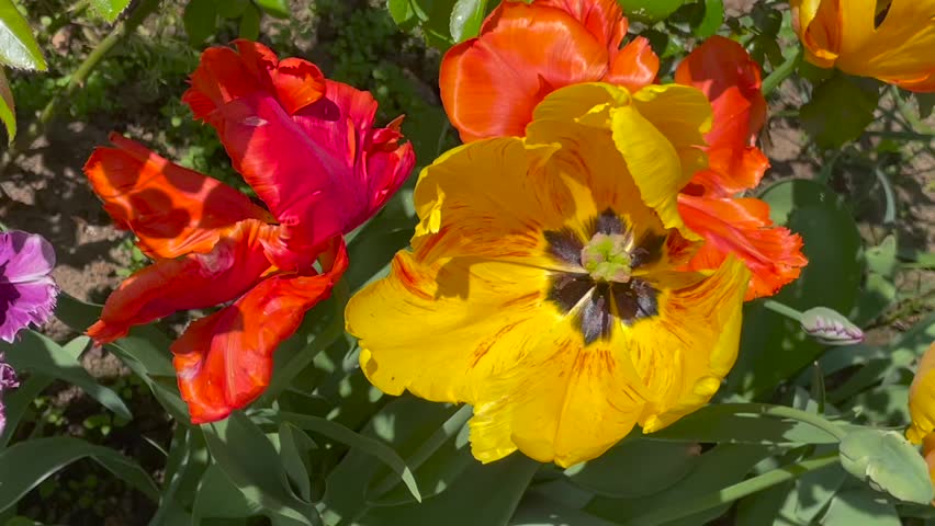 Yellow, orange and red color Parrot Tulips (Tulipa) bloom in a garden in May 2023. Idea for postcards, greetings, invitations, posters, wedding and Birthday decoration, background