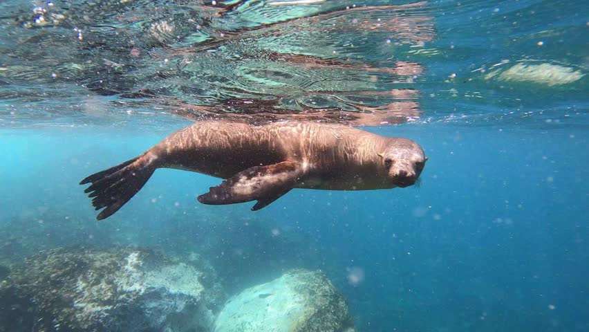 An underwater split-perspective shot of a playful sea lion floating lazily just below the clear blue surface water, with rocky seafloor formations visible below