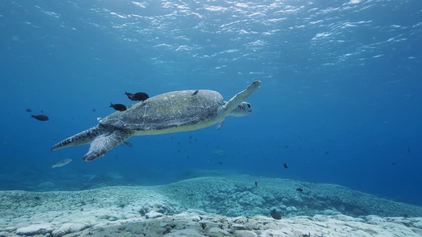An underwater side profile shot of a large green sea turtle gliding gracefully over a sunlit coral reef in clear blue ocean water, accompanied by a small group of black fish swimming near its shell