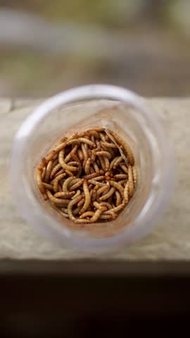 A group of silkworms live in a transparent plastic container seen from above.	