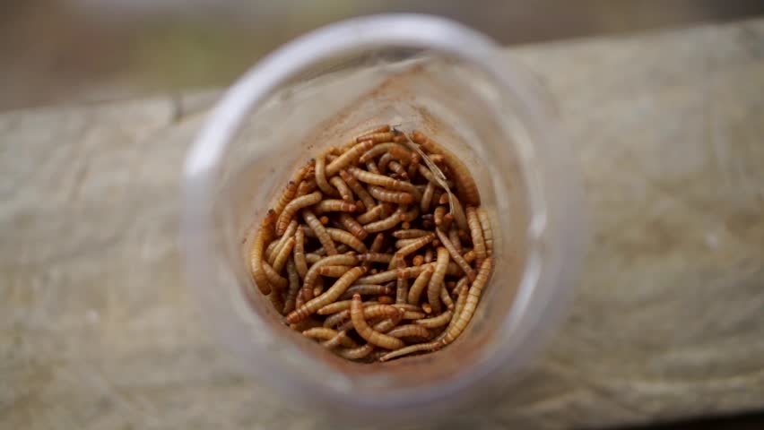 A group of silkworms live in a transparent plastic container seen from above.	