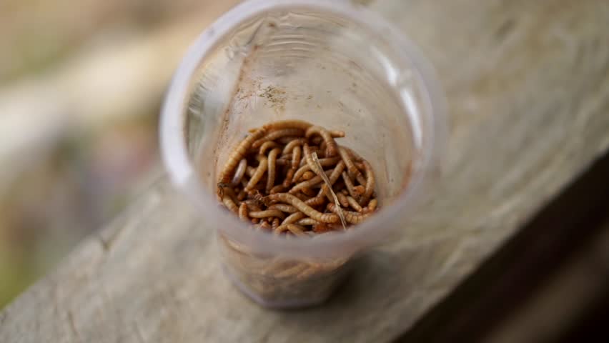 A group of silkworms live in a transparent plastic container seen from above.	