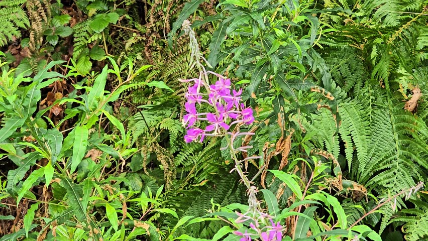 Beautiful purple fireweed flowers surrounded by lush green foliage gently moving in the summer breeze