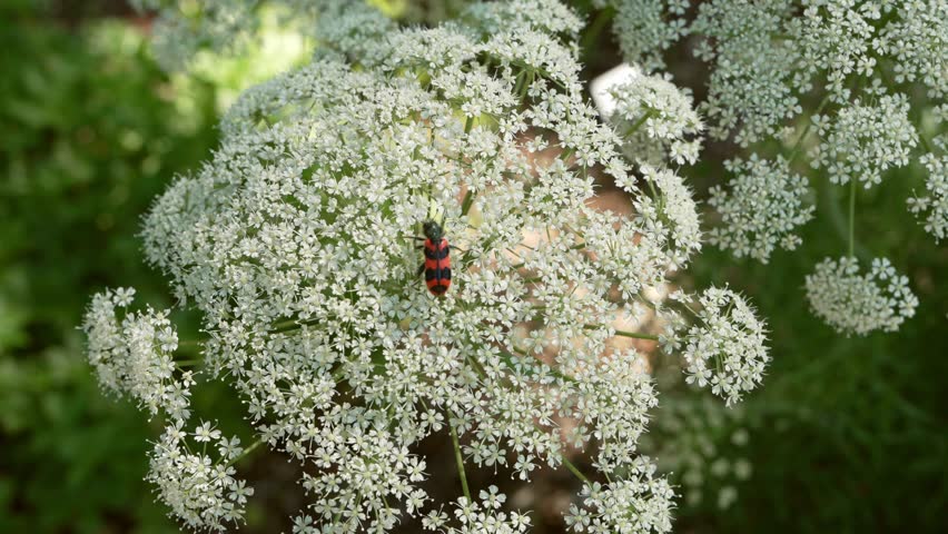Close up of colorful bee beetle Trichodes apiarius feeding on white umbellifer flowers. Pollination, biodiversity, insect behavior, wildlife and ecology concept
