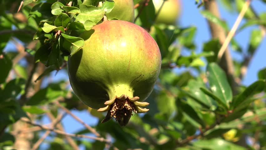 Pomegranate Branches in Tree, Fruits in Orchard, Garden Rustic View in Lefkada Greece