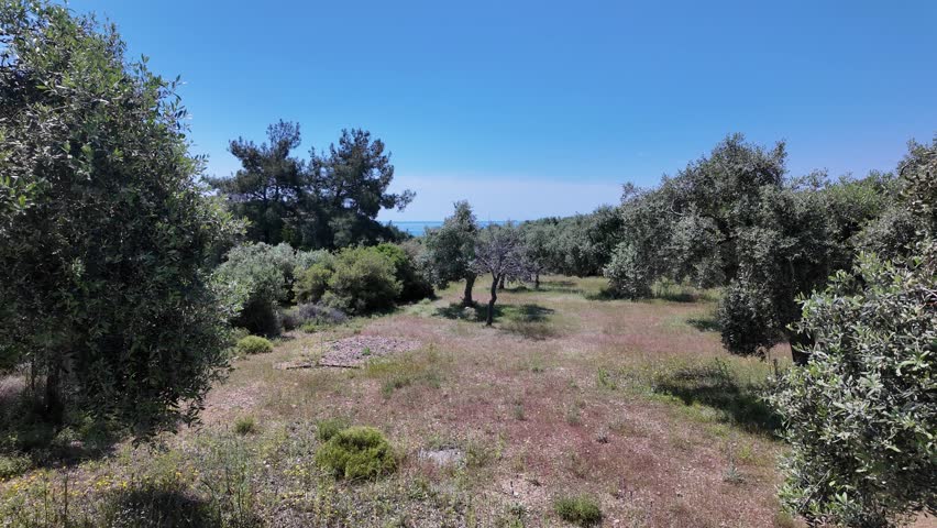 Beautiful agricultural landscape with old olive trees on a sunny day with the sea in the background