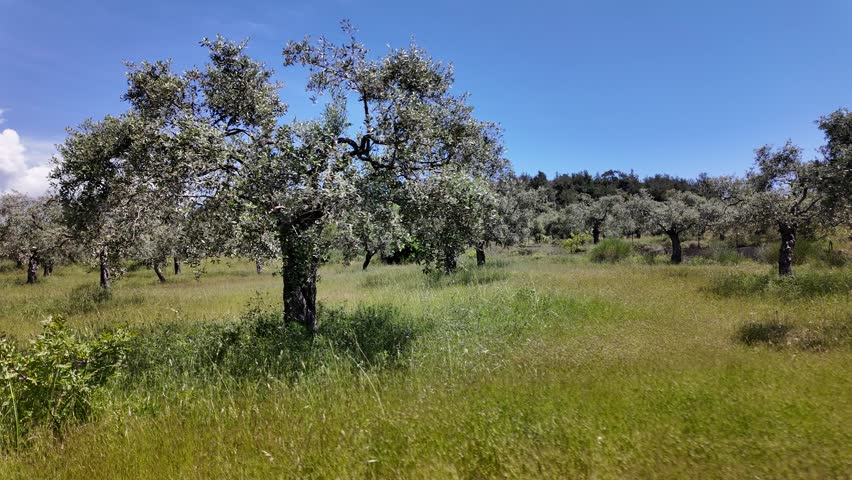 Ancient olive trees standing in a lush green meadow under a clear blue sky during springtime