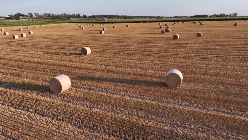 Harvested agricultural field with hay bales under a calm, clear blue sky
