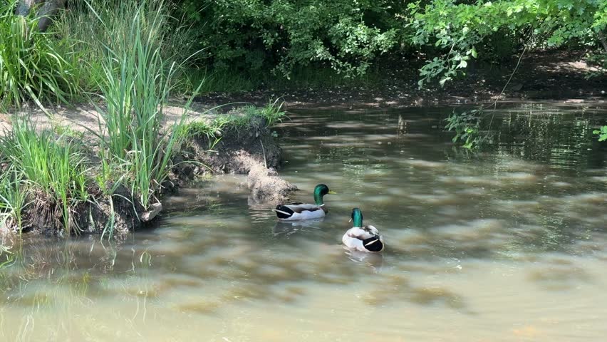 Two mallard ducks with iridescent green heads swim gracefully across a calm pond surrounded by lush green foliage on a bright summer day in Gosport, England