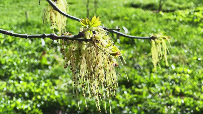 Inflorescence of the blooming Acer negundo, also known as ash-leaved maple with flowers on a branch in sunny weather, view close-up on a green blurred background while panning 
