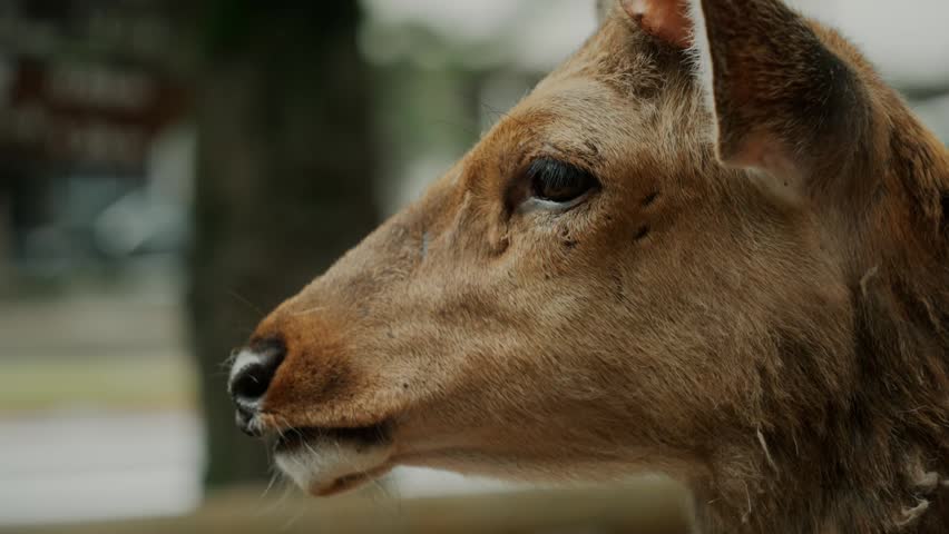 Close-up profile portrait of a male sika deer with antlers in Nara, Japan