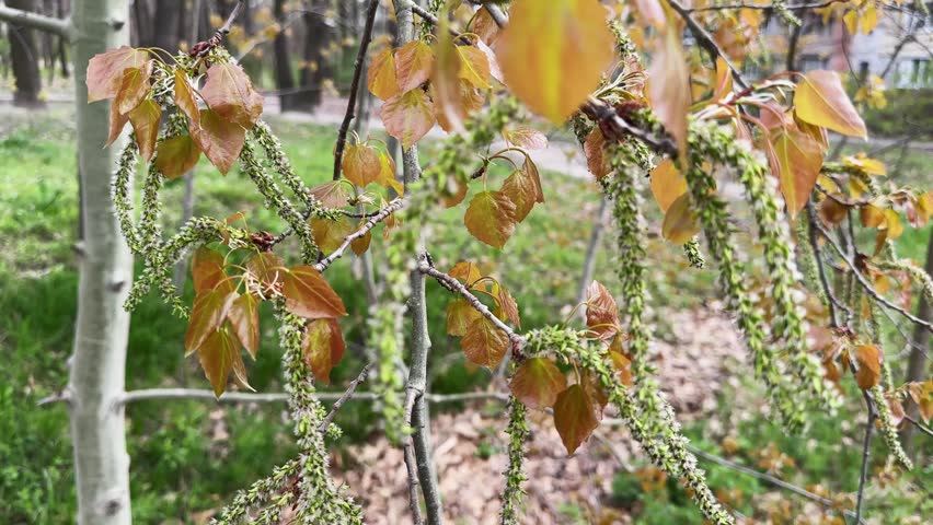 Branches of the young poplar with small fresh spring leaves and catkins in a park in overcast day, view close-up while vertical panning
