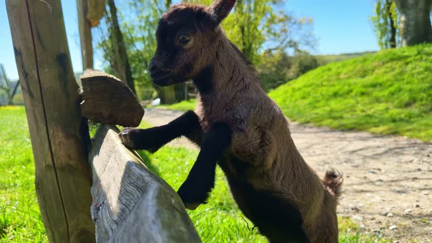 Adorable brown baby goat, or kid, standing on its hind legs in green pasture on sunny day at farm. Close-up