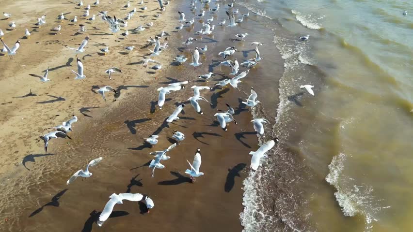 Aerial drone view of a large flock of seagulls flying over the sea waves and sandy beach coastline on a sunny day."