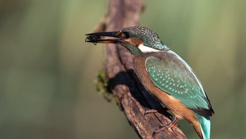 Juvenile common kingfisher (Alcedo atthis) perched on a branch, hitting a caught aquatic insect against wood and eating it. Young wild bird hunting behavior, summer nature stock footage.