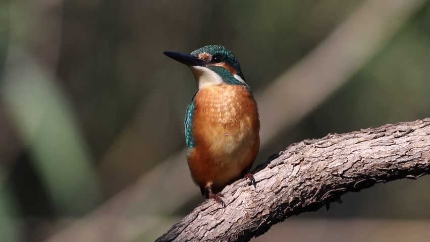 A close-up shot of a juvenile common kingfisher, Alcedo atthis, sitting on a textured tree branch. Beautiful young bird in its natural habitat, looking around. Wildlife photography.