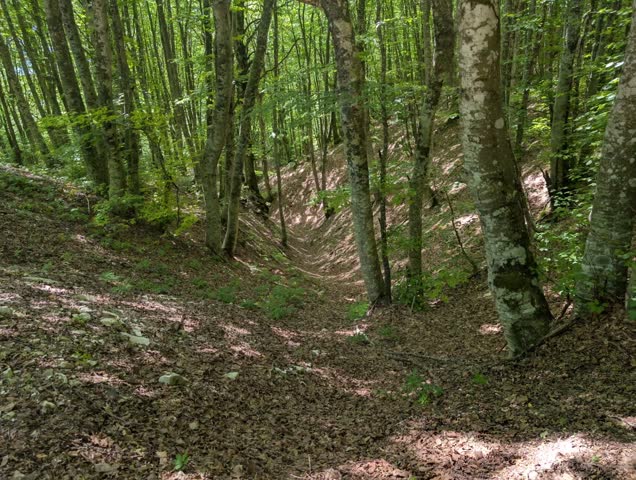 Close-up shot of a forest with tall, thick trees, green foliage and a small natural depression running through the ground covered in dry leaves.