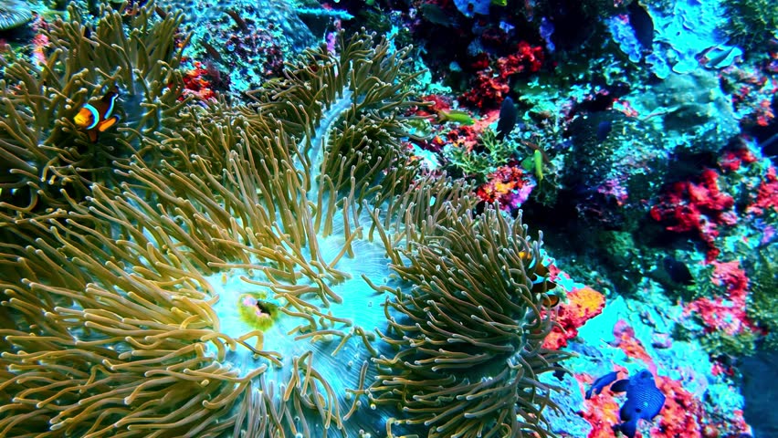 Bright orange clownfish navigating through the flowing tentacles of a large sea anemone.
