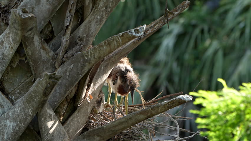 Active Tri-colored heron babies in a nest
