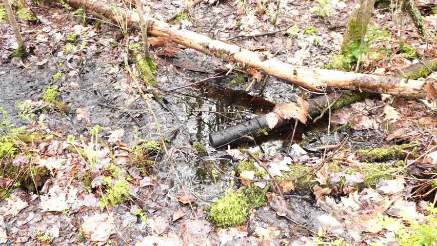 High angle view of a damp forest floor with melting slush, fallen logs, mossy branches, and dead brown leaves in early spring