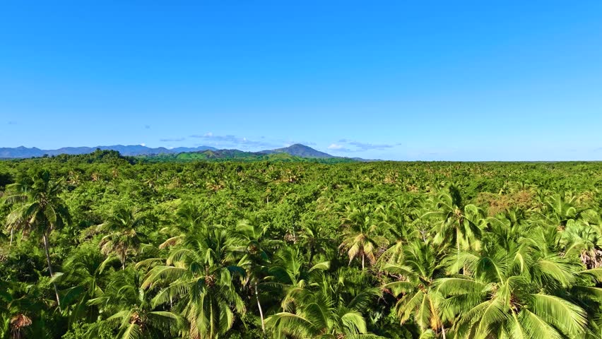 View of palm forest with beautiful panoramic landscape. Vibrant landscape of the Dominican Republic