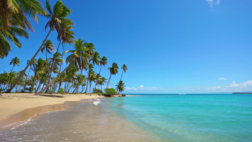 A paradise beach in the Dominican Republic on a tropical island. Coconut palms against a blue sky. Sea waves on a sandy beach. Summer landscape of the seashore on a sunny day.