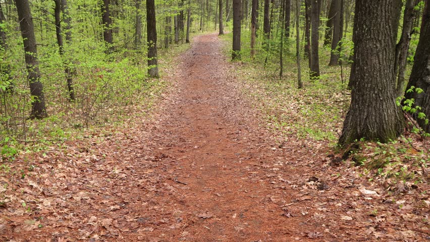 Wide angle view of a narrow dirt path winding through a dense forest with fresh spring green foliage and brown fallen leaves on the ground