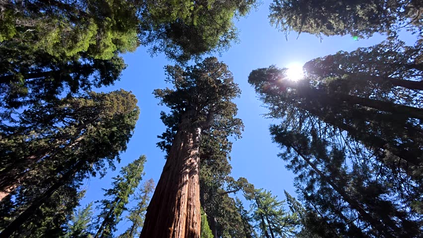 Rotating low angle perspective of the towering giant sequoia trees of sequoia national park in california, with the bright sun shining through the dense canopy against a clear blue sky
