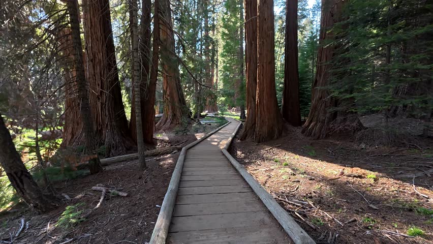 First person perspective walking along a wooden pathway surrounded by giant redwood trees in sequoia national park, with bright sunlight filtering through the dense forest canopy