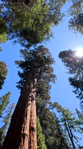 Majestic low angle shot of a giant sequoia tree in a national park, with the camera panning across its massive trunk towards the sunny blue sky, revealing the lush green forest canopy