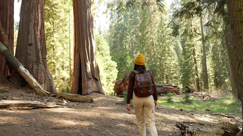 Young female traveler with a backpack exploring the majestic ancient redwood forest, walking along a scenic trail among the giant sequoia trees in california on a sunny summer day