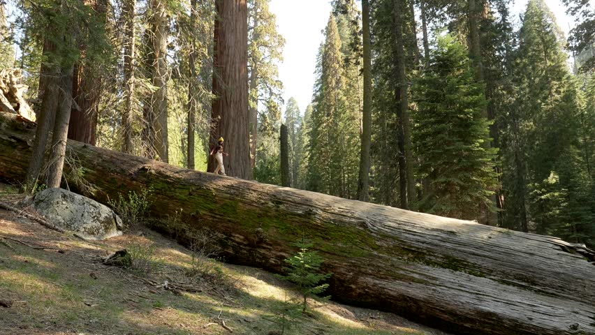 Young adventurous tourist walking in balance on a giant fallen sequoia log in the middle of a majestic forest in sequoia national park, california, during a sunny summer day
