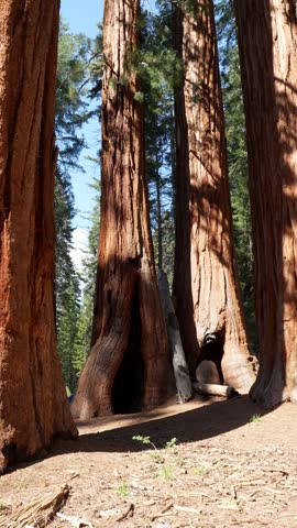 Young female hiker with a backpack exploring the ancient redwood forest on a sunny day, dwarfed by the immense size of the giant sequoia trees in sequoia national park, california