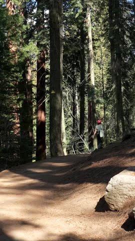 Young hiker walking on a dirt path surrounded by majestic giant sequoia trees during a sunny day in the famous national park, showcasing the immense scale and natural beauty of the forest
