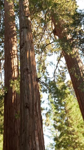 Happy young woman with a backpack hiking through a forest of giant redwood trees in sequoia national park, enjoying the sunny day and the majestic scenery of this beautiful californian destination
