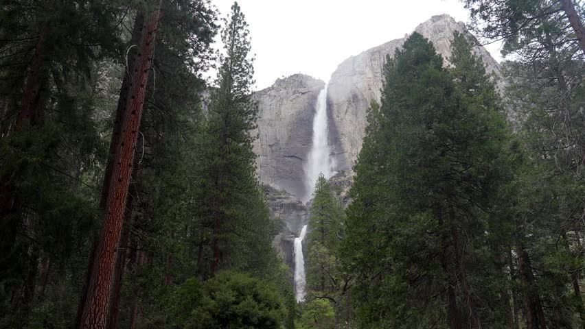 Beautiful view of the powerful lower yosemite falls cascading down the massive granite cliffs, seen from a dense evergreen forest in california