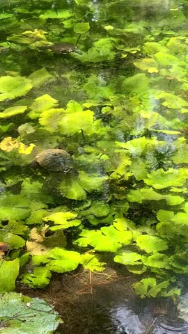 Freshwater Turtles Swimming Beneath Floating Aquatic Plants (Laguna de la Media Luna, San Luis Potosi, Mexico)