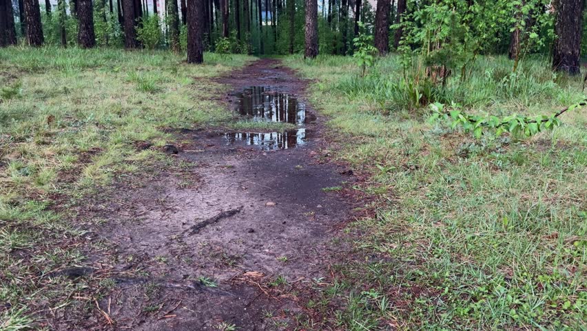 Trail in swampy forest with puddles among pine trees, rainy forest trail in lush green natural landscape.