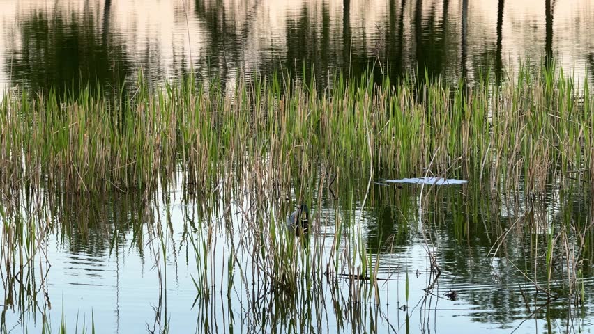A mallard duck swims among green reeds in a tranquil pond, a picturesque scene of wetland wildlife.
