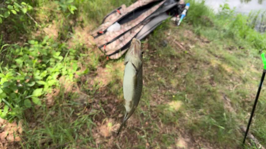 A small freshwater fish caught on a fishing line near the shore of a lake, a scene from the world of fishing and summer recreation.