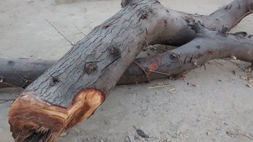 Rough Cut Tree Logs Resting on Ground