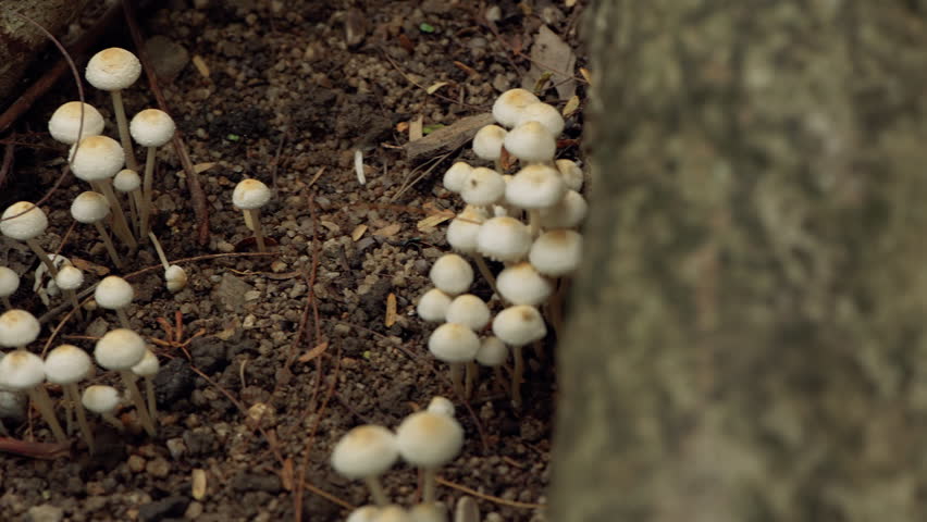 Cluster of small white wild mushrooms growing on damp soil and forest mulch.