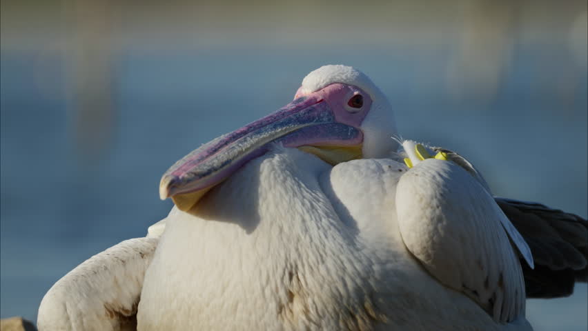 A pelican with a strikingly colorful beak rests by the water under bright sunlight. Ideal for wildlife documentaries or nature-themed projects.