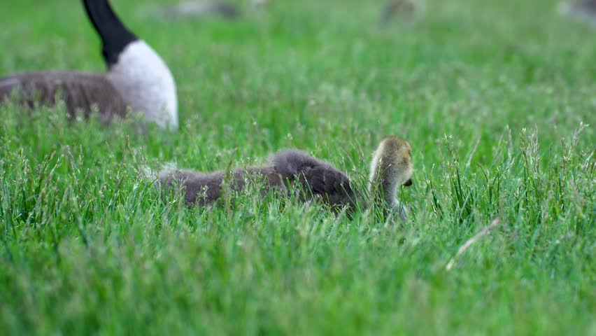 View of Canada goose gosling standing in green grass