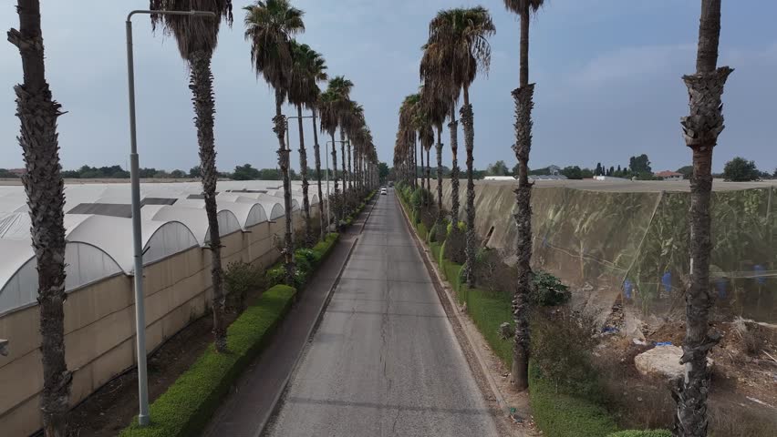 Low angle aerial view of a car driving on a scenic road surrounded by tall palm trees avenue on a sunny day
