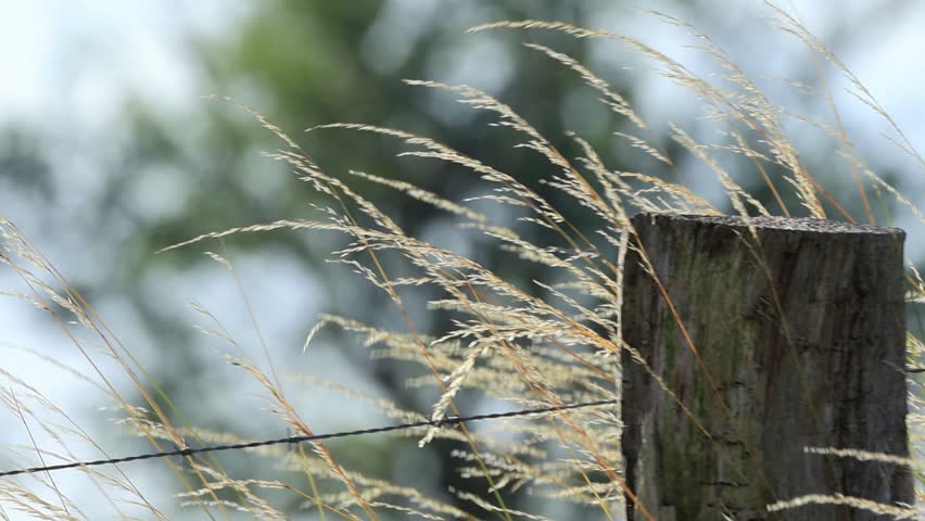 old wooden post surrounded by waving grasses, wooden fence surrounded by tall blades of grass, wire fence, blurred tree in the background