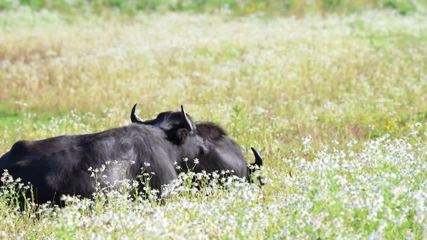 Water buffaloes lie in the wild meadow and enjoy the sun, water buffaloes lie in the sun in the grass, a water buffalo surrounded by white flowers, Bubalus arnee