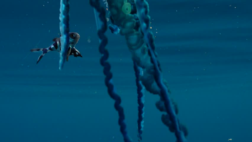 Macro underwater view of venomous blue tentacles of a Portuguese man o